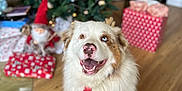 Sam participe au concours pour gagner de l'argent avec cette photo : dog, australian_shepherd, pet, christmas_tree, christmas_decorations, presents, gift_wrap, wooden_floor, holiday, festive, smiling, tongue_out, tie, indoor, portrait, bokeh, cozy, ornament, gifts, cute