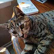 Baylee joined the competition — help win amazing prizes! animal, bag, brown, cat, close_up, curious, domestic, feline, fur, indoor, natural_light, paper, pet, relaxed, striped, tabby_cat, table, whiskers, window, wood