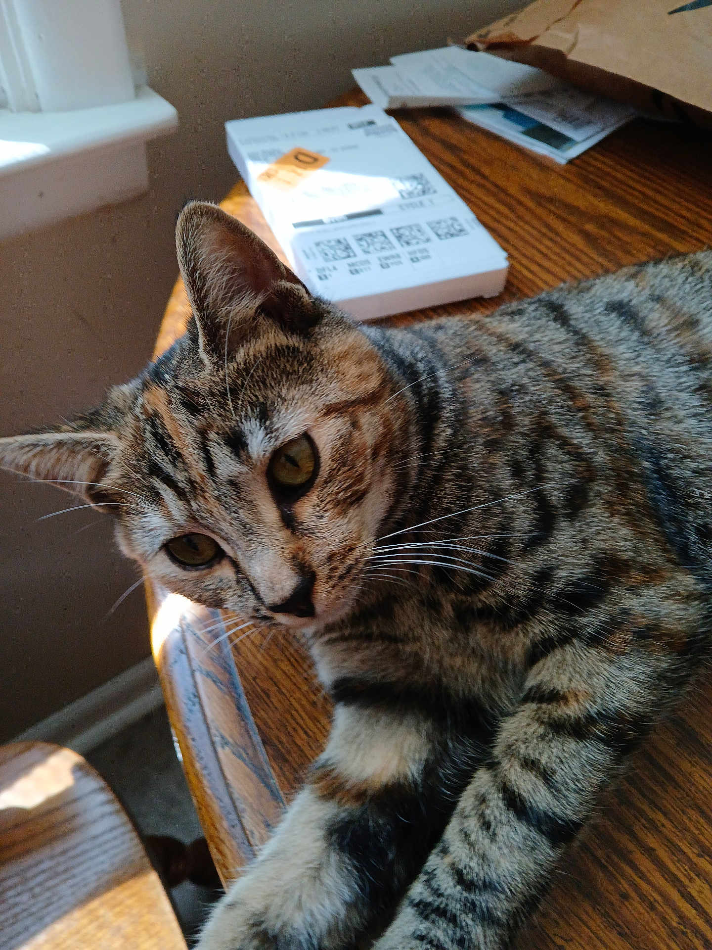 Baylee joined the competition — help win amazing prizes! animal, bag, brown, cat, close_up, curious, domestic, feline, fur, indoor, natural_light, paper, pet, relaxed, striped, tabby_cat, table, whiskers, window, wood