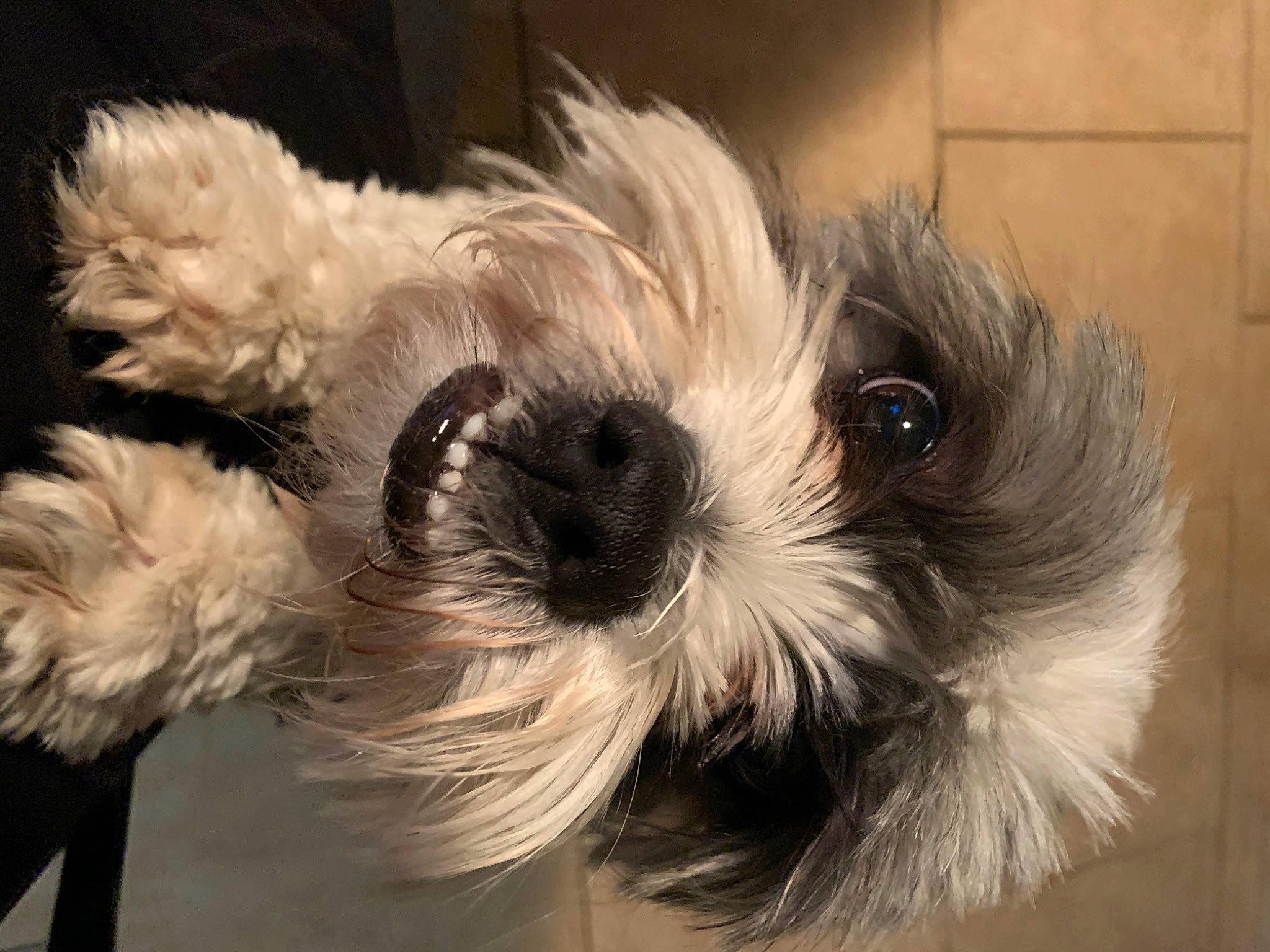 Sacha joined the competition — help win amazing prizes! biewer_terrier, canidae, carnivore, companion_dog, dog, dog_breed, dog_supply, fur, liver, maltepoo, non_sporting_group, pet_supply, puppy, puppy_love, small_terrier, snout, sporting_group, terrier, toy_dog, working_animal