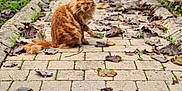 Simba a rejoint le concours — aidez-le/la à gagner de superbes lots ! cat, orange_cat, animal, outdoor, pathway, leaves, autumn, brick_path, furry, pet, nature, car, greenery, fall, road, sidewalk, garden, cute, sitting, fur