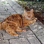 Simba participe au concours pour gagner de l'argent avec cette photo : cat, ginger_cat, fluffy, outdoor, pavement, cobblestone, curb, relaxed, animal, pet, feline, resting, nature, greenery, whiskers, ears, paw, fur, closeup, daylight