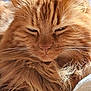 cat, orange_cat, fluffy, close_up, pet, feline, whiskers, ears, nose, fur, animal, sleepy, relaxed, domestic_cat, cute, face, portrait, indoors, cozy, resting