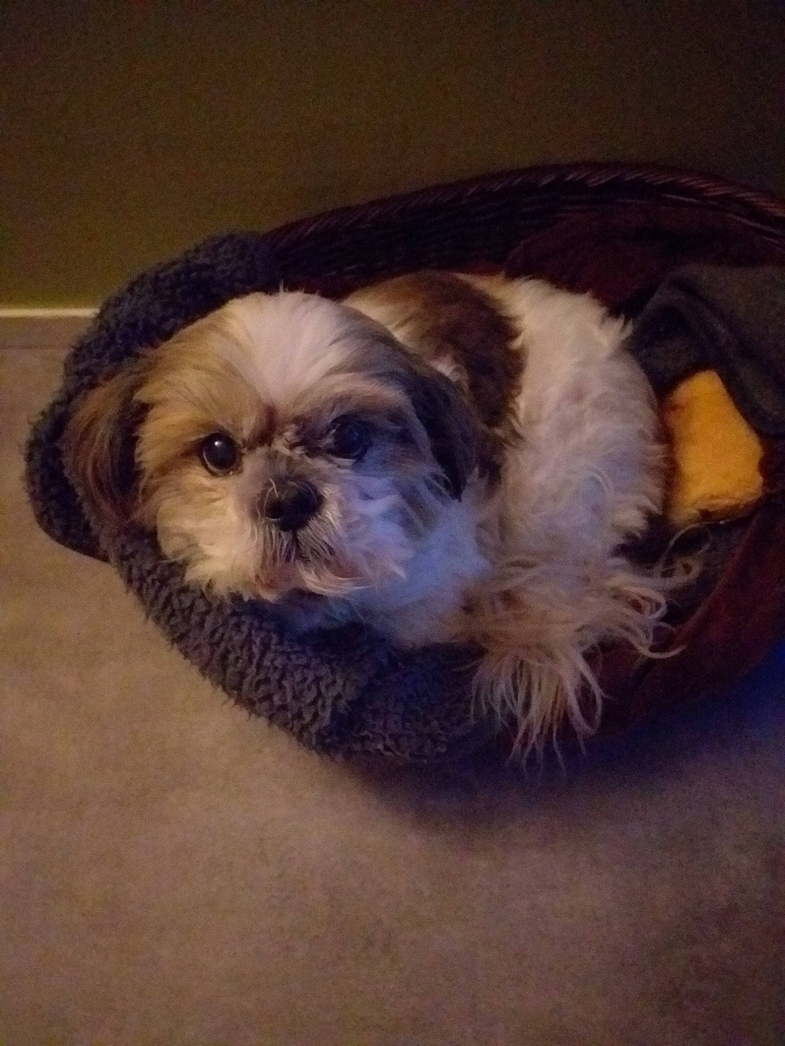 Doby a rejoint le concours — aidez-le/la à gagner de superbes lots ! canidae, carnivore, chinese_imperial_dog, companion_dog, dog, dog_breed, fur, lhasa_apso, mal_shi, maltepoo, mammal, morkie, non_sporting_group, pekapoo, puppy, rare_breed_dog, shih_poo, shih_tzu, snout, toy_dog