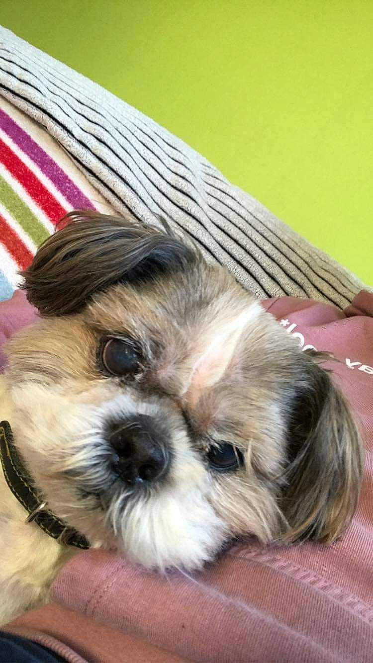 Doby a rejoint le concours — aidez-le/la à gagner de superbes lots ! biewer_terrier, canidae, carnivore, chinese_imperial_dog, companion_dog, dog, dog_breed, kyi_leo, lhasa_apso, lowchen, mal_shi, maltepoo, mammal, morkie, petit_basset_griffon_vendeen, puppy, shih_tzu, snout, toy_dog, vertebrate