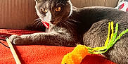 Mimi a rejoint le concours — aidez-le/la à gagner de superbes lots ! animal, architecture, blanket, building, cat, chair, couch, cushion, furniture, homedecor, indoors, interiordesign, kitten, knitting, knot, livingroom, manx, person, pet, room