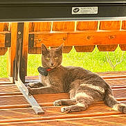 Mimi participe au concours pour gagner de l'argent avec cette photo : alert, animal, bench, cat, collar, daylight, domestic_animal, ears, feline, grass, gray_cat, nature, outdoor, paws, pet, relaxing, resting, sunlight, tail, wooden_deck