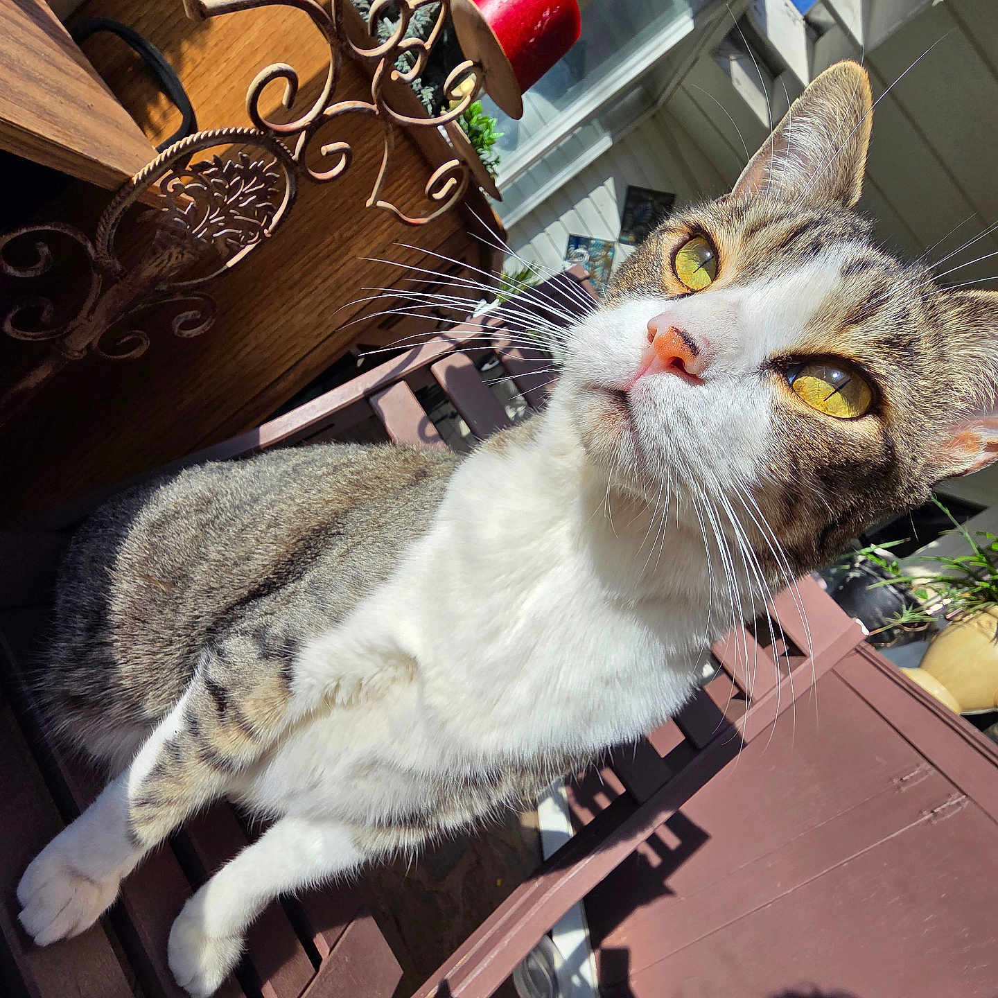 Mr. Jimmy Business joined the competition — help win amazing prizes! animal, cat, closeup, curious, daylight, domestic_cat, feline, fur, outdoor, pet, porch, potted_plants, red_candles, relaxing, shadow, sunlight, tabby, whiskers, wooden_chair, yellow_eyes