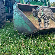 Nugget joined the competition — help win amazing prizes! cat, tabby_cat, tractor, rust, green, grass, outdoor, nature, animal, pet, collar, clover, field, daylight, curious, metal, farm, vehicle, wildlife, closeup