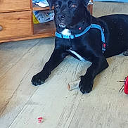 Sam participe au concours pour gagner de l'argent avec cette photo : animal, black_dog, blue_harness, cabinet, collar, dog, front_legs, furniture, harness, home, indoors, long_ears, pet, portrait, puppy, shelves, sitting, toy, white_chest, wooden_floor