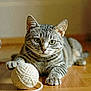 cat, tabby, yarn, ball_of_yarn, floor, wooden_floor, pet, animal, indoor, playful, paw, fur, whiskers, ears, green_eyes, cute, domestic_cat, mammal, relaxed, closeup