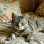 Mystik participe au concours pour gagner de l'argent avec cette photo : cat, tabby_cat, pet, animal, indoor, bed, bedding, pillow, floral_pattern, fur, whiskers, green_eyes, cute, relaxed, domestic_cat, feline, mammal, sleeping_area, cozy, closeup