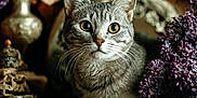 Mystik a rejoint le concours — aidez-le/la à gagner de superbes lots ! cat, tabby_cat, basket, purple_flowers, lilacs, vintage, decor, ornate, wooden_surface, green_leaves, closeup, indoor, pet, feline, animal, portrait, still_life, cozy, rustic, flower_arrangement