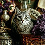 cat, tabby_cat, basket, purple_flowers, lilacs, vintage, decor, ornate, wooden_surface, green_leaves, closeup, indoor, pet, feline, animal, portrait, still_life, cozy, rustic, flower_arrangement