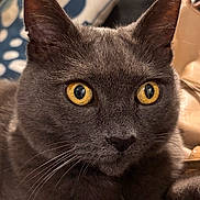 Roméo a rejoint le concours — aidez-le/la à gagner de superbes lots ! alert, animal, background_blur, cat, close_up, cute, domestic_cat, ears, face, feline, focused, furry, golden_eyes, gray_cat, indoor, mammal, pet, portrait, soft_light, whiskers