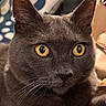 alert, animal, background_blur, cat, close_up, cute, domestic_cat, ears, face, feline, focused, furry, golden_eyes, gray_cat, indoor, mammal, pet, portrait, soft_light, whiskers