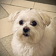 Otsuki a rejoint le concours — aidez-le/la à gagner de superbes lots ! dog, small_dog, white_dog, maltese, fluffy, fur, pet, indoor, tiled_floor, close_up, portrait, big_eyes, black_nose, whiskers, looking_up, cute, companion, curious, sitting, ground