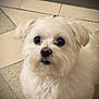 dog, small_dog, white_dog, maltese, fluffy, fur, pet, indoor, tiled_floor, close_up, portrait, big_eyes, black_nose, whiskers, looking_up, cute, companion, curious, sitting, ground