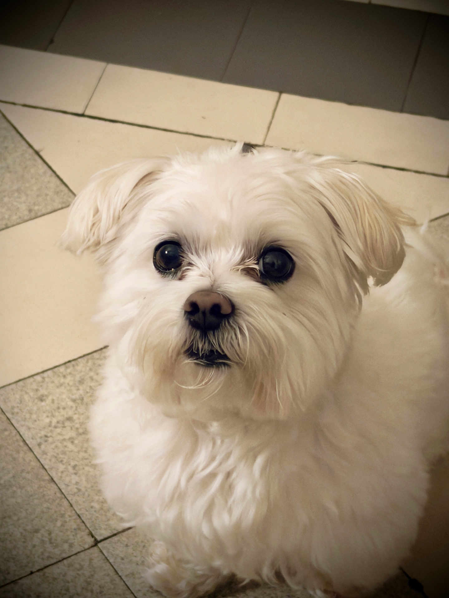 Otsuki a rejoint le concours — aidez-le/la à gagner de superbes lots ! dog, small_dog, white_dog, maltese, fluffy, fur, pet, indoor, tiled_floor, close_up, portrait, big_eyes, black_nose, whiskers, looking_up, cute, companion, curious, sitting, ground