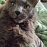 cat, close_up, gray_fur, fluffy, animal, pet, whiskers, yellow_eyes, relaxing, indoor, blanket, patterned_fabric, cozy, fur, mammal, cute, domestic_animal, portrait, face, resting