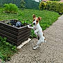 dog, puppy, outdoor, garden, grass, plant, wooden_planter, fence, greenery, pathway, curious, small_dog, brown_and_white, pet, yard, nature, ears, standing, suburban, daylight