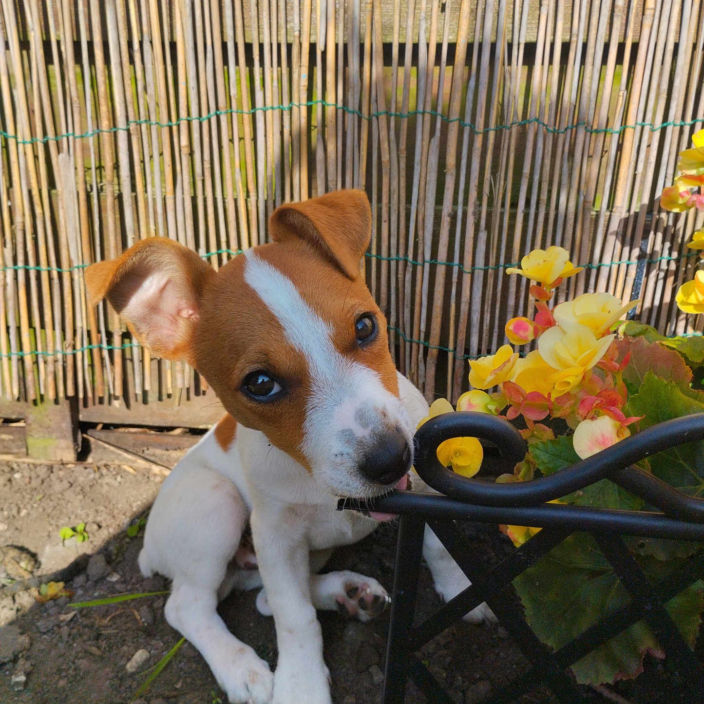 Aïko participe au concours pour gagner de l'argent avec cette photo : adorable, animal, bamboo_fence, close_up, curious, cute, dog, flower_pot, garden, green_leaves, metal_decoration, nature, outdoor, pet, playful, puppy, soil, sunlight, yellow_flowers, young_dog