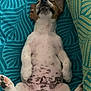 puppy, dog, sleeping, belly_up, spotted, brown_and_white, cute, pet, indoors, blanket, patterned, cushion, relaxed, ears, paw, fur, animal, young_dog, cozy, resting