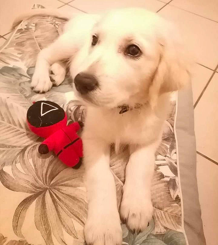 Aikô participe au concours pour gagner de l'argent avec cette photo : canidae, carnivore, comfort, companion_dog, dog, dog_breed, ear, fawn, fur, happy, mammal, paw, puppy_love, selfie, snout, sporting_group, toy, vertebrate, whiskers, working_animal