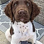 Athena participe au concours pour gagner de l'argent avec cette photo : adorable, animal, attention, brown, closeup, curious, dog, ears, face, furniture, outdoor, patio, paws, pet, puppy, rug, sitting, spots, white, young