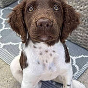 Athena a rejoint le concours — aidez-le/la à gagner de superbes lots ! adorable, animal, attention, brown, closeup, curious, dog, ears, face, furniture, outdoor, patio, paws, pet, puppy, rug, sitting, spots, white, young