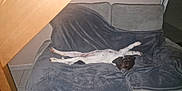 Athena a rejoint le concours — aidez-le/la à gagner de superbes lots ! animal, black, blanket, brown, comfort, couch, cozy, dog, fur, home, indoor, living_room, lying_down, pet, relaxed, resting, sleeping, tile_floor, white, wooden_structure