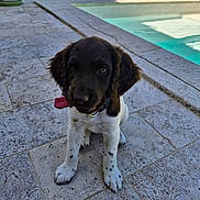 Athena participe au concours pour gagner de l'argent avec cette photo : animal, brown, collar, cute, dog, garden, outdoor, pet, playful, pool, puppy, relaxing, sitting, spots, summer, sunlight, tile_floor, tongue, white, young