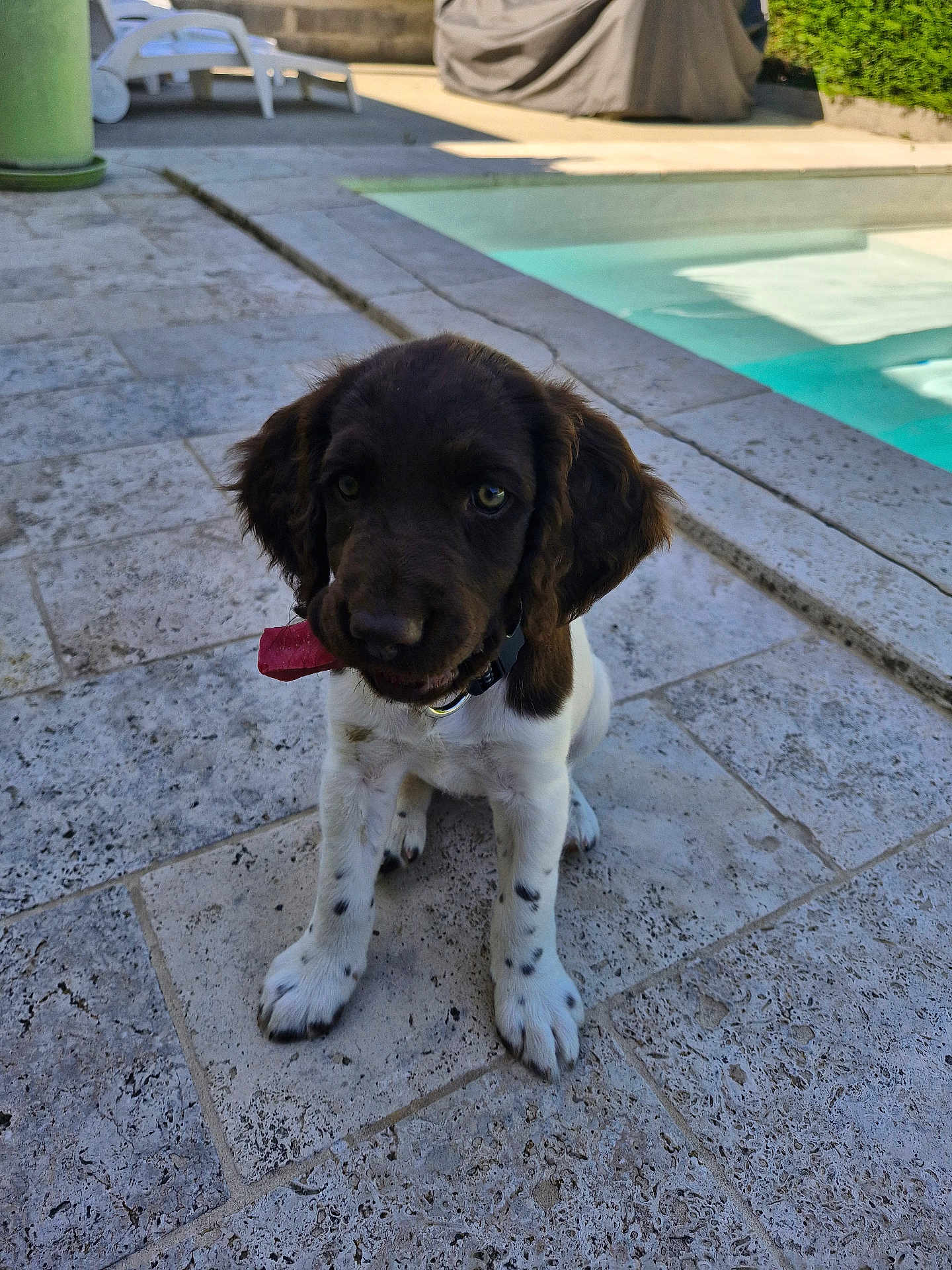 Athena
