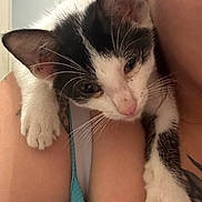 Peewee joined the competition — help win amazing prizes! cat, kitten, black_and_white, pet, animal, shoulder, person, skin, clinging, curious, whiskers, close_up, indoor, domestic, cute, young, feline, playful, paw, fur