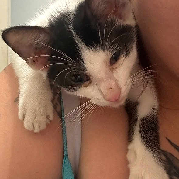 Peewee
