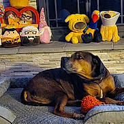 Lexi Lu is registered to the contest to win money with this photo: dog, plush_bed, stuffed_toys, bottle, stone_wall, indoor, animal, pet, toy, relaxing, brown_dog, orange_toy, window, decor, sitting, cozy, collar, quiet, home, companion