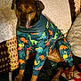 Lexi Lu is registered to the contest to win money with this photo: dog, clothing, onesie, dinosaur_pattern, pillow, blanket, indoor, pet, brown_dog, cute, cozy, sitting, fabric, texture, relaxed, animal, home, comfort, sleepy, colorful