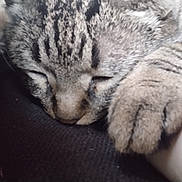 Minoucha a rejoint le concours — aidez-le/la à gagner de superbes lots ! cat, tabby, sleeping, paw, closeup, fur, pet, animal, cozy, resting, indoor, cute, whiskers, face, relaxation, nap, soft, texture, domestic_cat, feline
