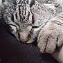 cat, tabby, sleeping, paw, closeup, fur, pet, animal, cozy, resting, indoor, cute, whiskers, face, relaxation, nap, soft, texture, domestic_cat, feline