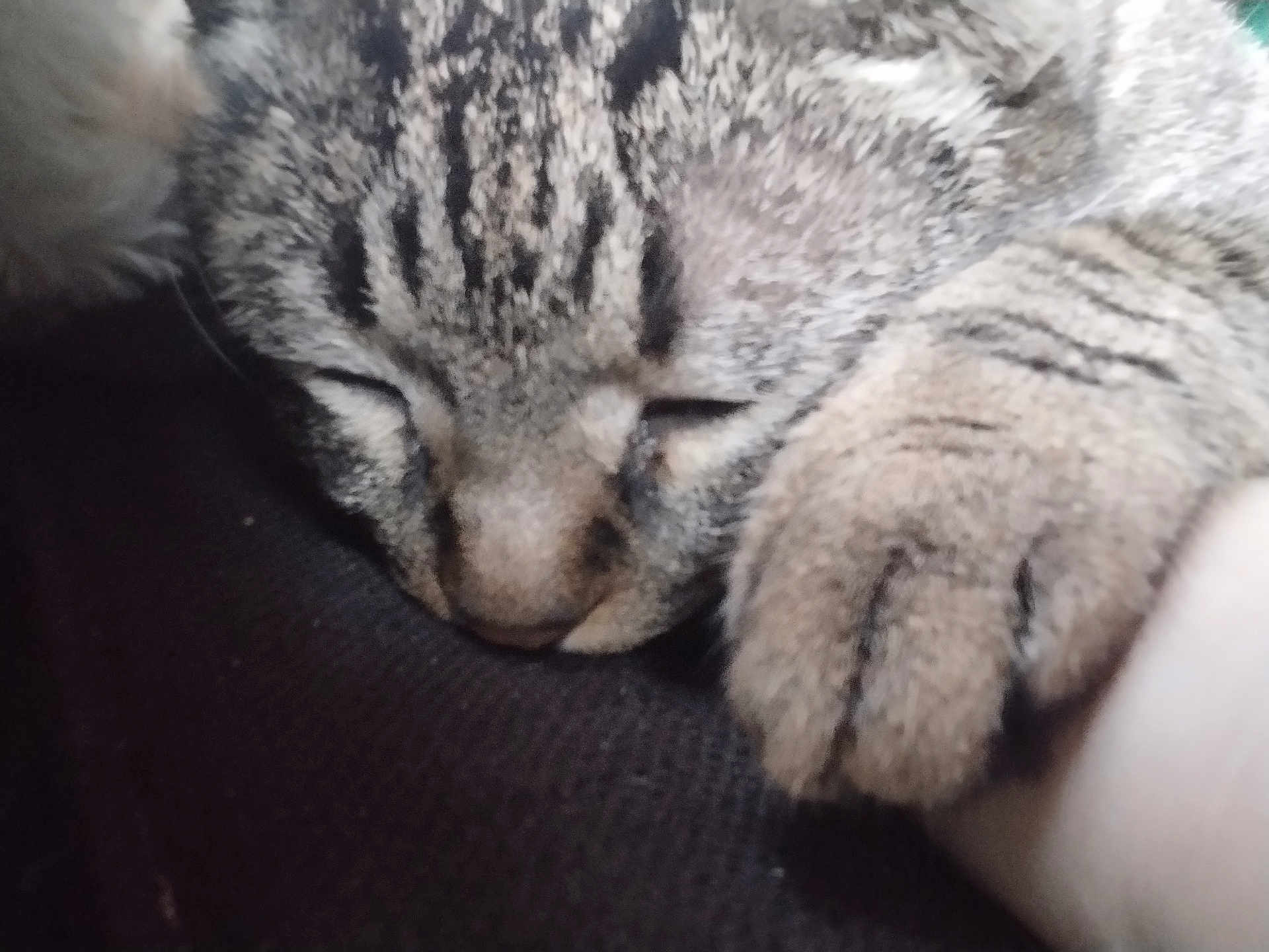 Minoucha a rejoint le concours — aidez-le/la à gagner de superbes lots ! cat, tabby, sleeping, paw, closeup, fur, pet, animal, cozy, resting, indoor, cute, whiskers, face, relaxation, nap, soft, texture, domestic_cat, feline