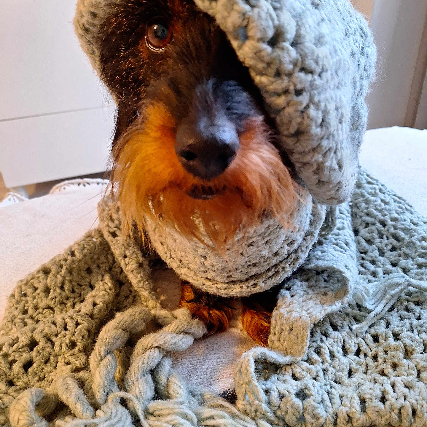 Pogba participe au concours pour gagner de l'argent avec cette photo : animal, bear, blanket, canine, cap, clothing, couch, dog, furniture, hat, homedecor, hood, hoodie, knitwear, linen, pet, puppy, sweater, sweatshirt, terrier