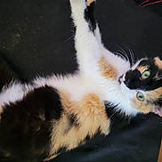 Reese joined the competition — help win amazing prizes! animal, black_background, calico, cat, close_up, curious, cute, domestic_animal, feline, fur, green_eyes, indoor, lying_down, paw, pet, playful, relaxing, soft_fur, stretching, whiskers