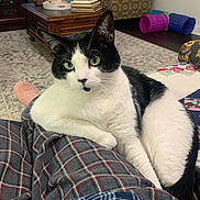 Handsome is registered to the contest to win money with this photo: armchair, black_and_white, books, carpet, cat, cat_toys, coffee_table, cozy, fur, green_eyes, home, indoor, lap, living_room, pajamas, person, pet, plaid, relaxed, whiskers