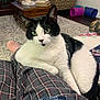 armchair, black_and_white, books, carpet, cat, cat_toys, coffee_table, cozy, fur, green_eyes, home, indoor, lap, living_room, pajamas, person, pet, plaid, relaxed, whiskers