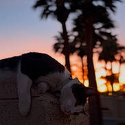 Bandit is registered to the contest to win money with this photo: cat, sunset, brick_wall, silhouette, palm_trees, outdoor, animal, pet, relaxing, nature, evening, sky, orange_sky, black_and_white, mammal, resting, calm, quiet, urban, scenic