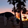 cat, sunset, brick_wall, silhouette, palm_trees, outdoor, animal, pet, relaxing, nature, evening, sky, orange_sky, black_and_white, mammal, resting, calm, quiet, urban, scenic