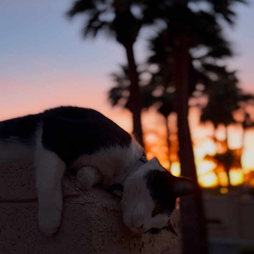 Bandit