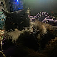 Figaro joined the competition — help win amazing prizes! cat, black_and_white, fluffy, indoor, blanket, purple, feline, pet, cozy, relaxed, fur, whiskers, animal, resting, home, couch, soft_lighting, domestic, mammal, cute