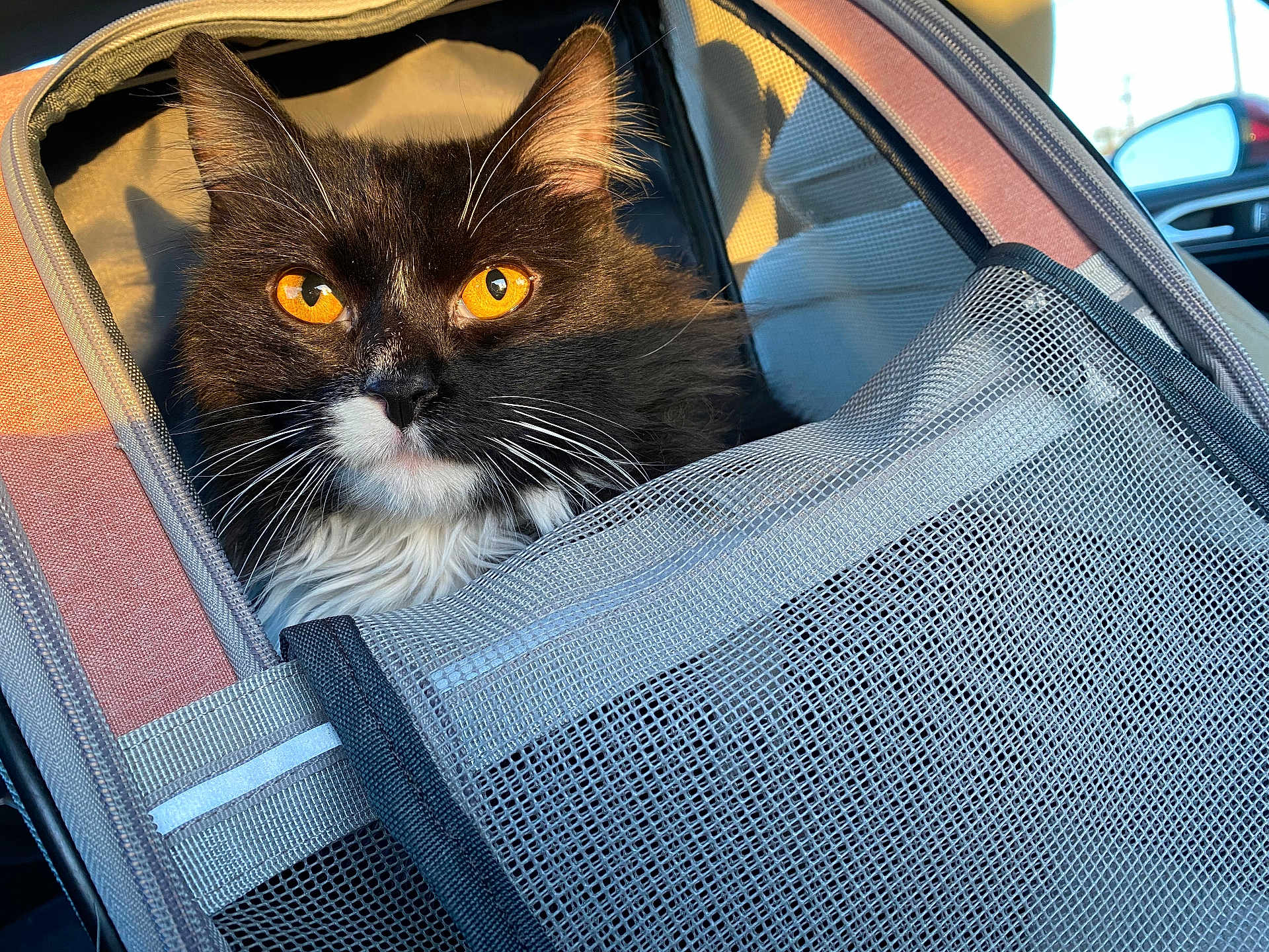 Figaro