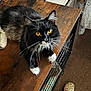 cat, black_and_white, orange_eyes, whiskers, wooden_table, indoor, pet, feline, curious, fur, paw, relaxed, cozy, floor, carpet, croc_shoe, clothing, furniture, home, looking_up